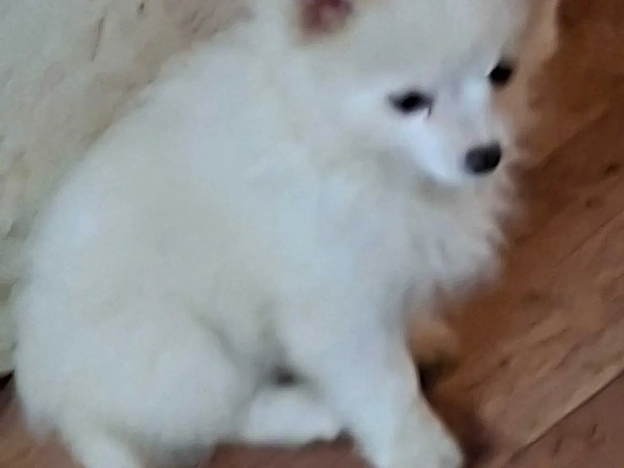 Billede 1 - Pomchi 2 hanner