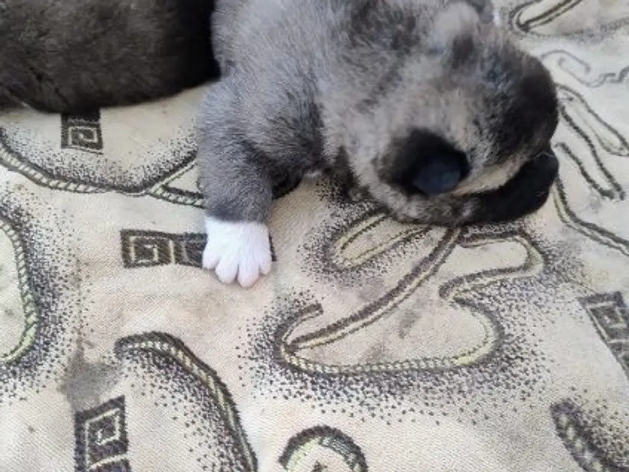 Billede 2 - Hundehvalpe Akita American