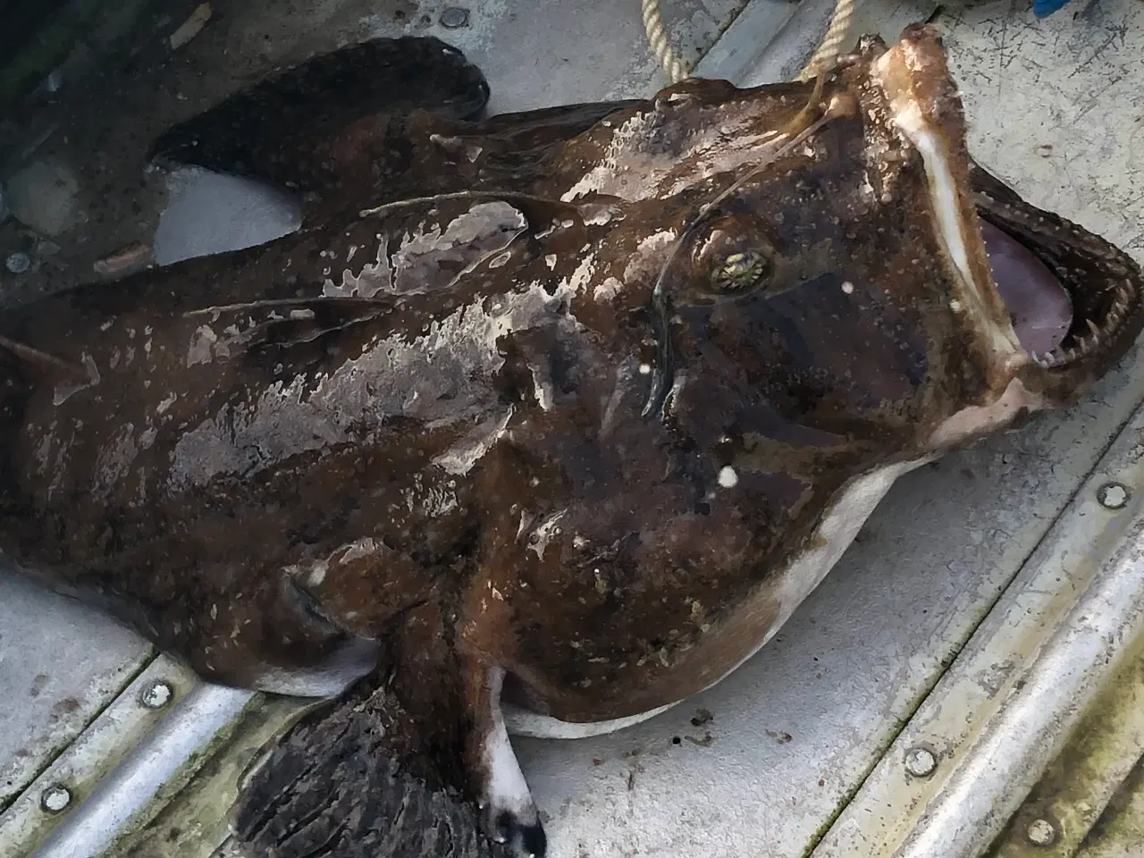 Billede 6 - 100 % Håndsyede garn til fladfisk Ørred/Laks