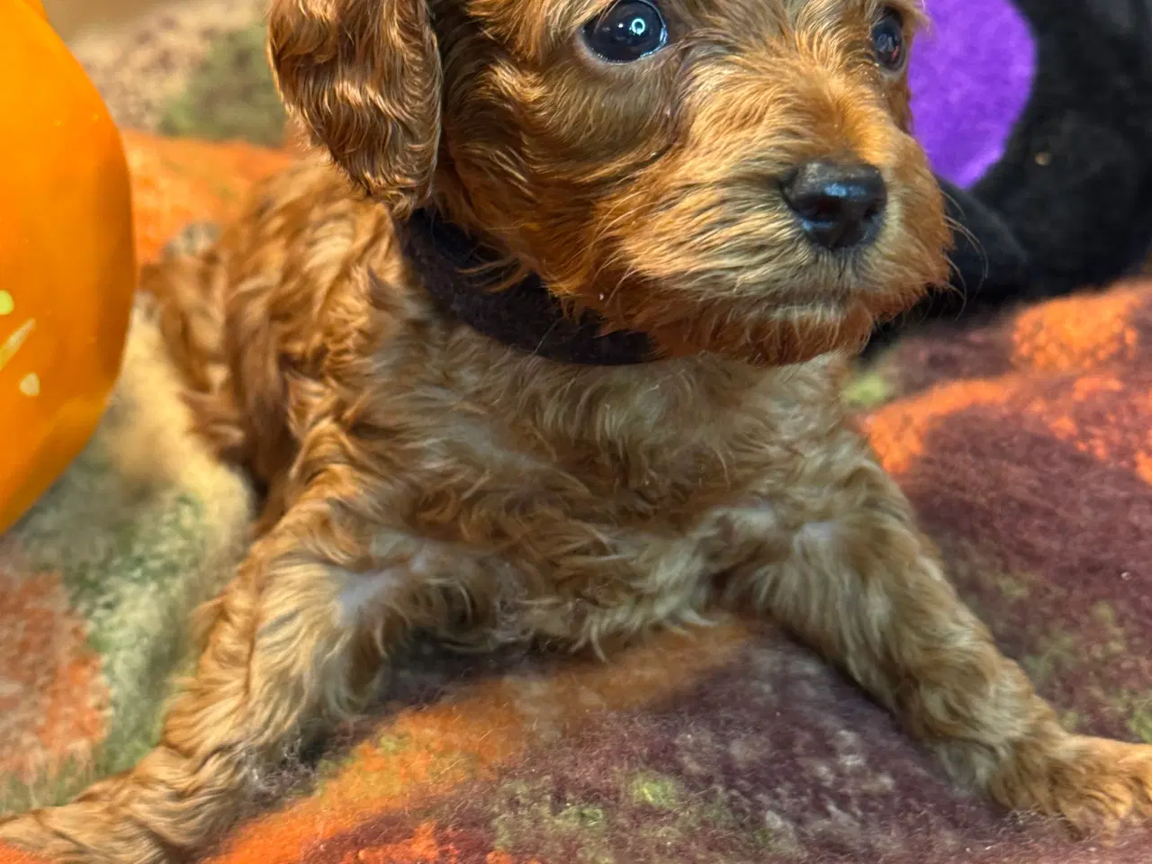 Billede 8 - Mini Amerikansk Cockapoo