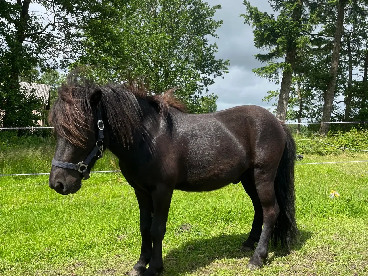 Billede 4 - Sød og nysgerrig pony sælges