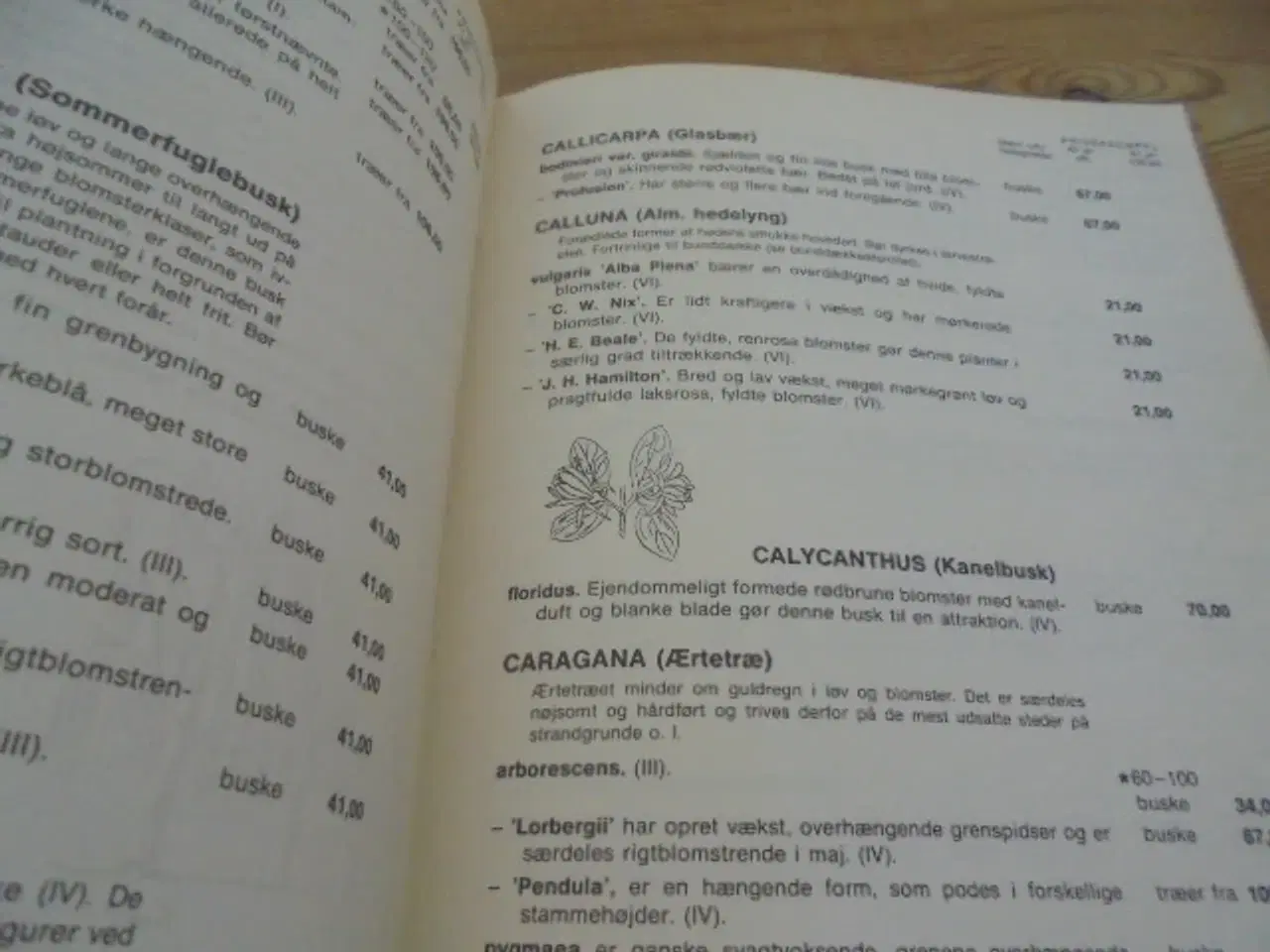 Billede 4 - Plantekatalog fra Planteskolernes Propagandacentra