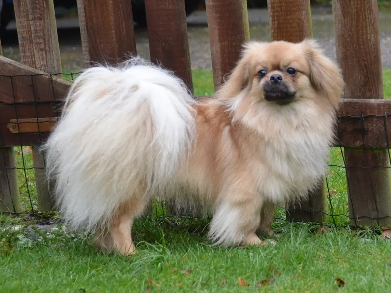 Billede 6 - Tibbe-hvalp, 9 uger