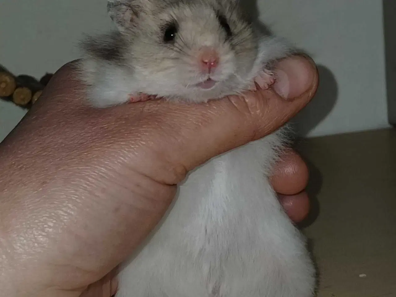 Billede 13 - Guldhamster unger