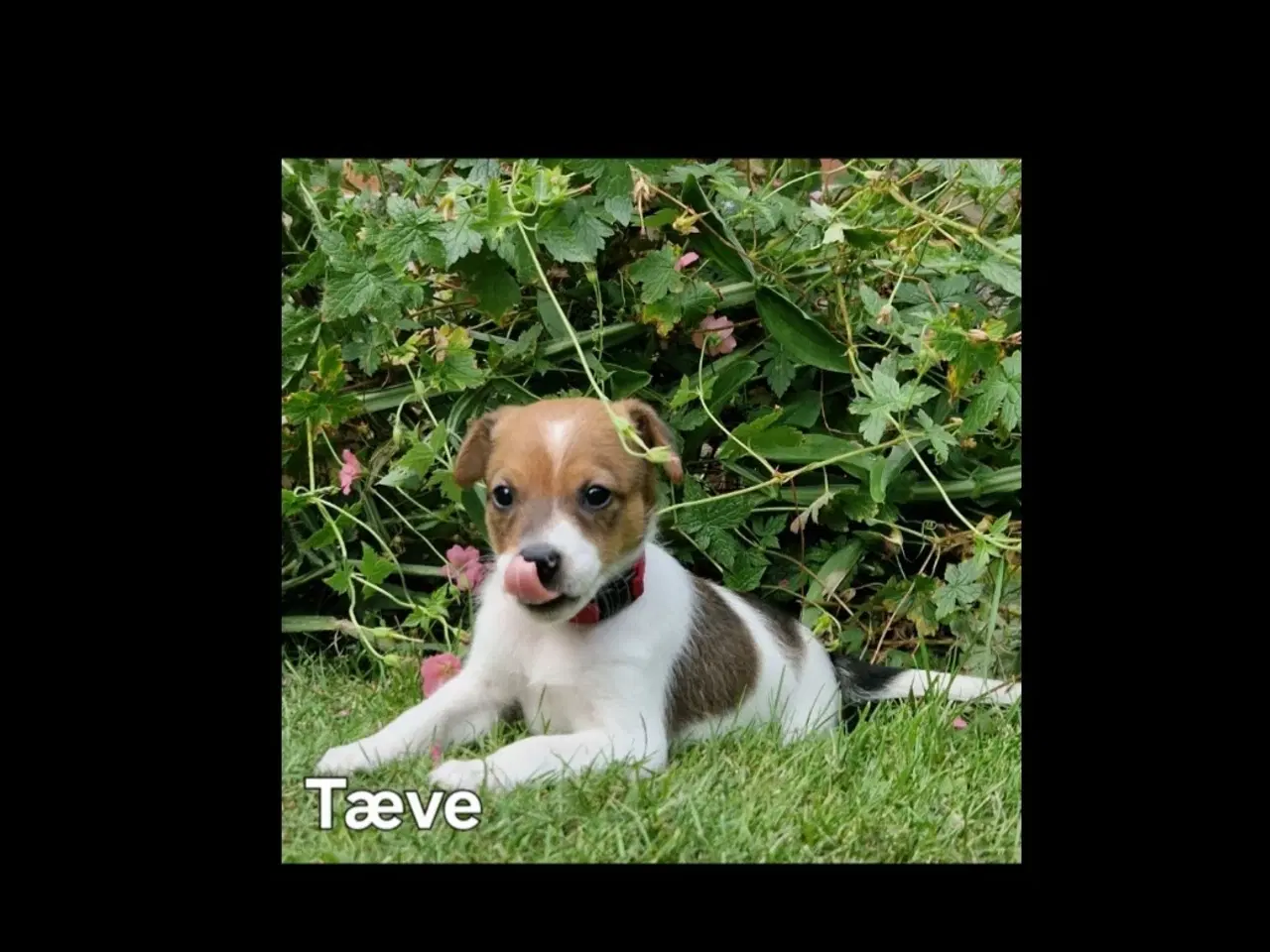 Billede 4 - Dansk svensk gårdhunde hvalpe 