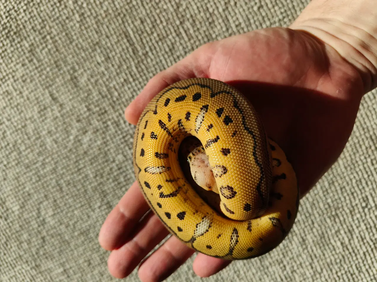 Billede 1 - Konge Python Clowns