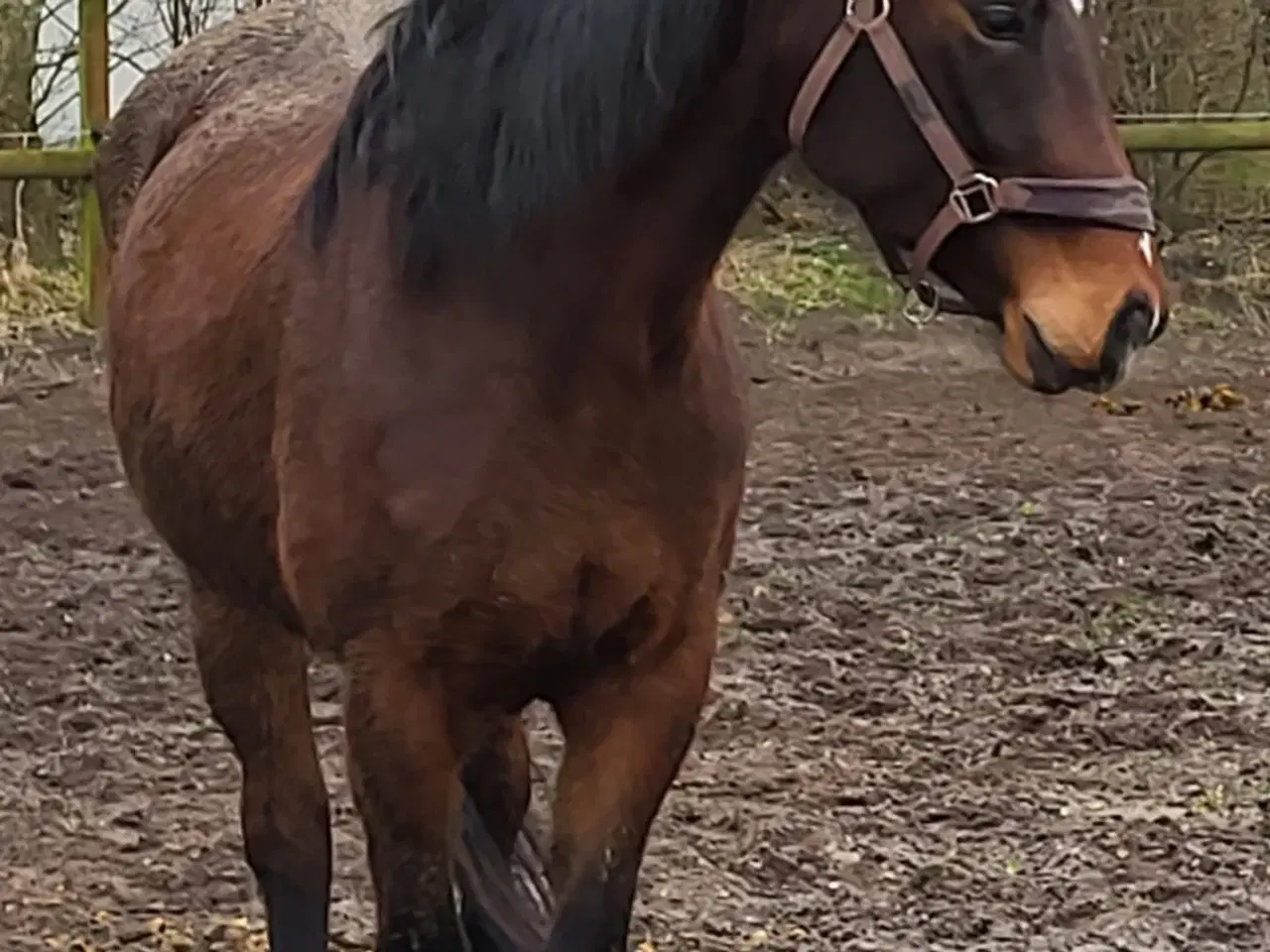 Billede 6 - Ridelig oldenborg hoppe 