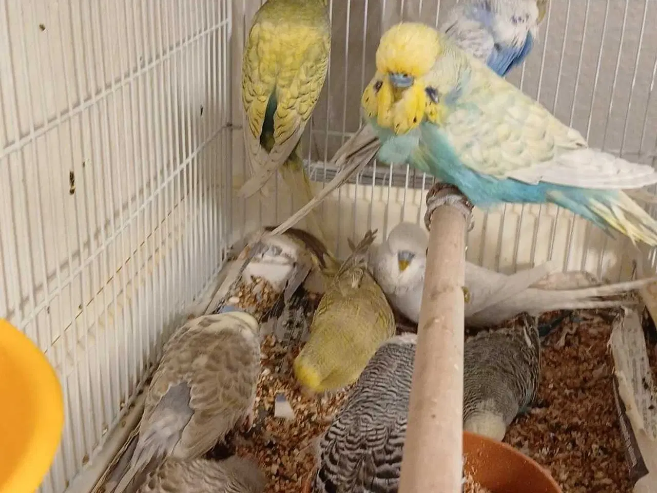 Billede 1 - 9 engelske undulater 