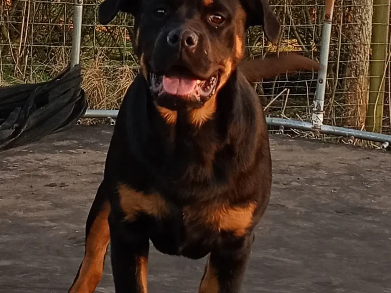 Billede 2 - Frække Cane corso x rottweiler hybrid søger rette 