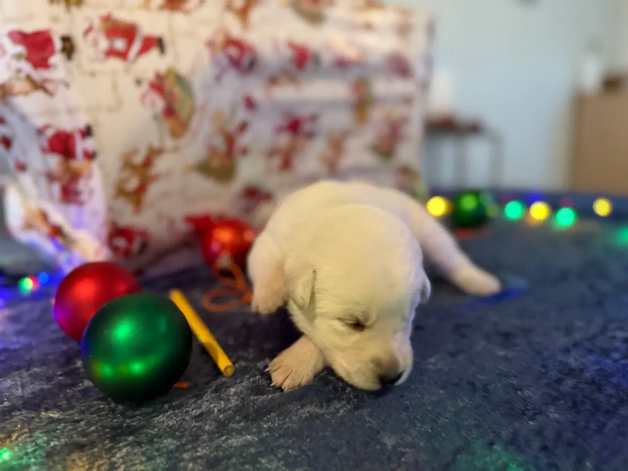 Billede 2 - Dejlige jule hvalpe klar inden juleaften 