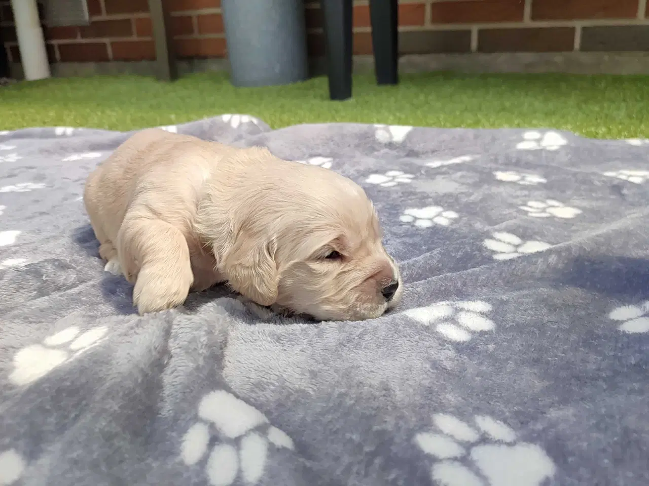 Billede 10 - Golden Retriever Hvalpe 