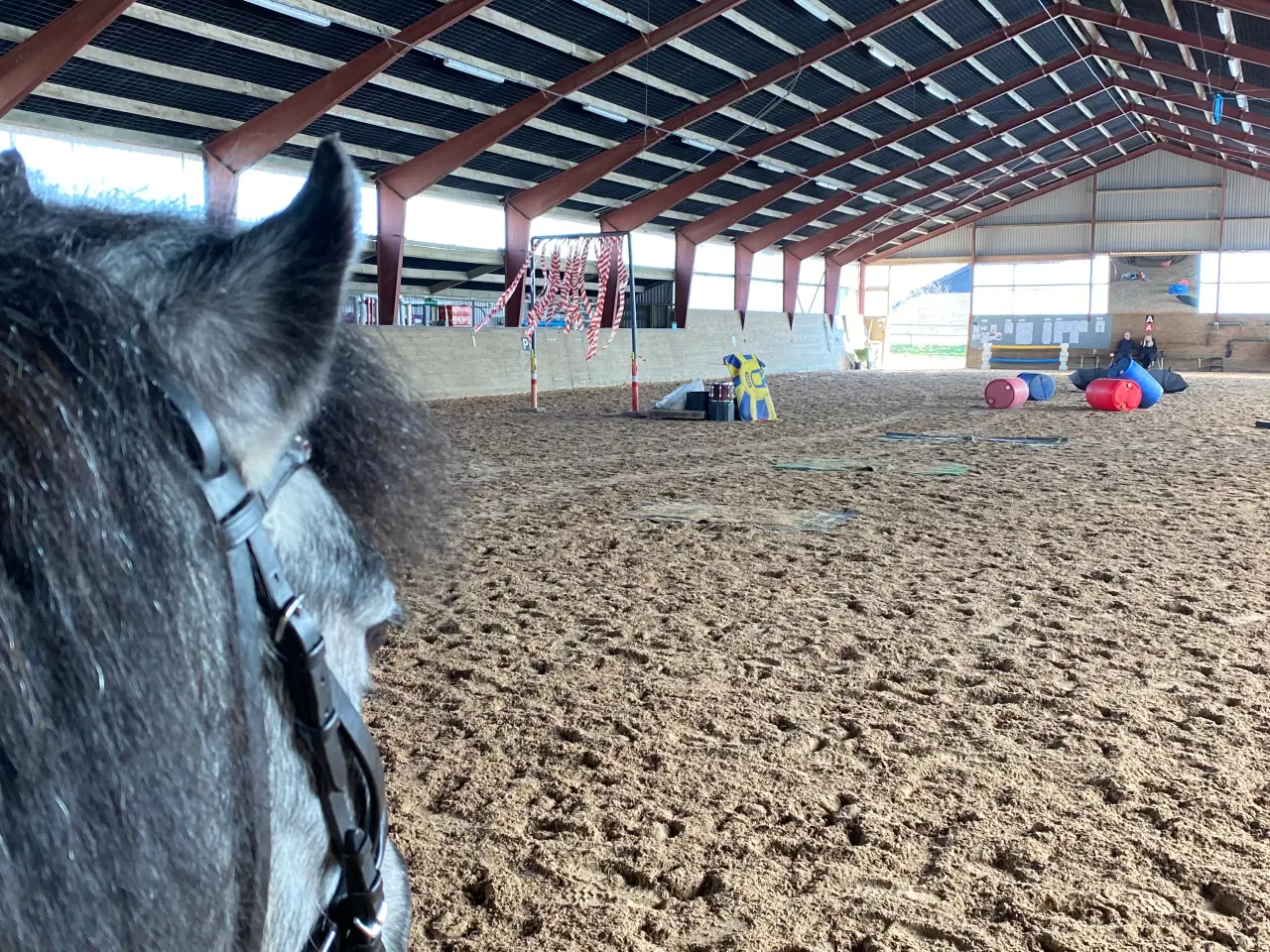 Billede 9 - Jake LF – 6 års Dartmoor vallak (ca. 126 cm)