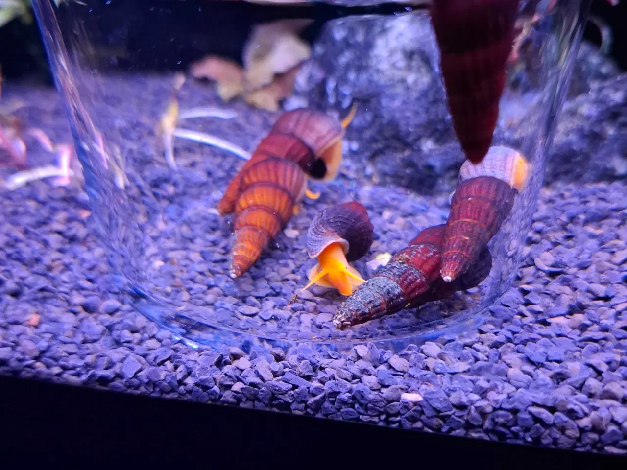 Billede 4 - Sulawesi akvarie snegl 