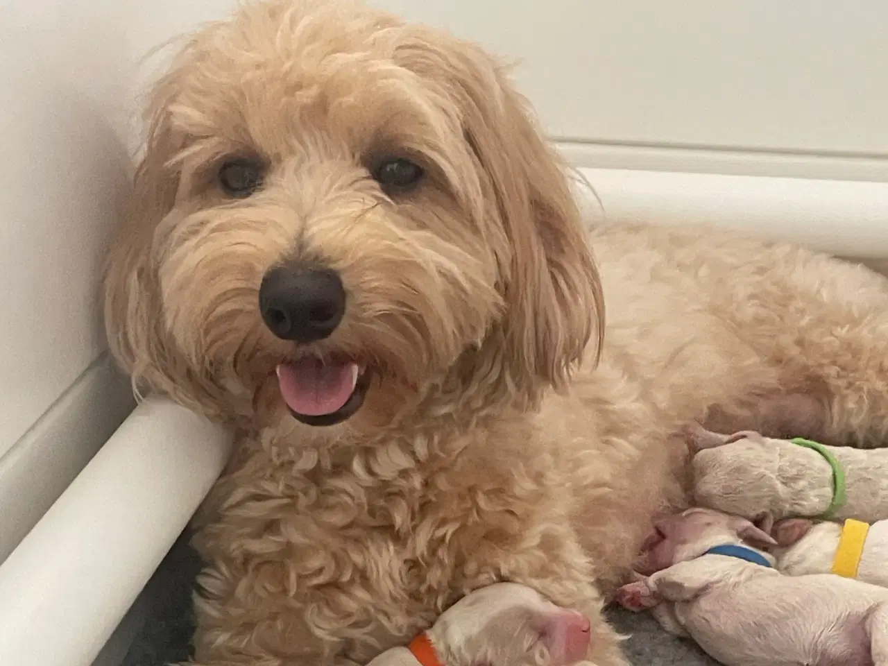 Billede 2 - Havapoo/maltipoo