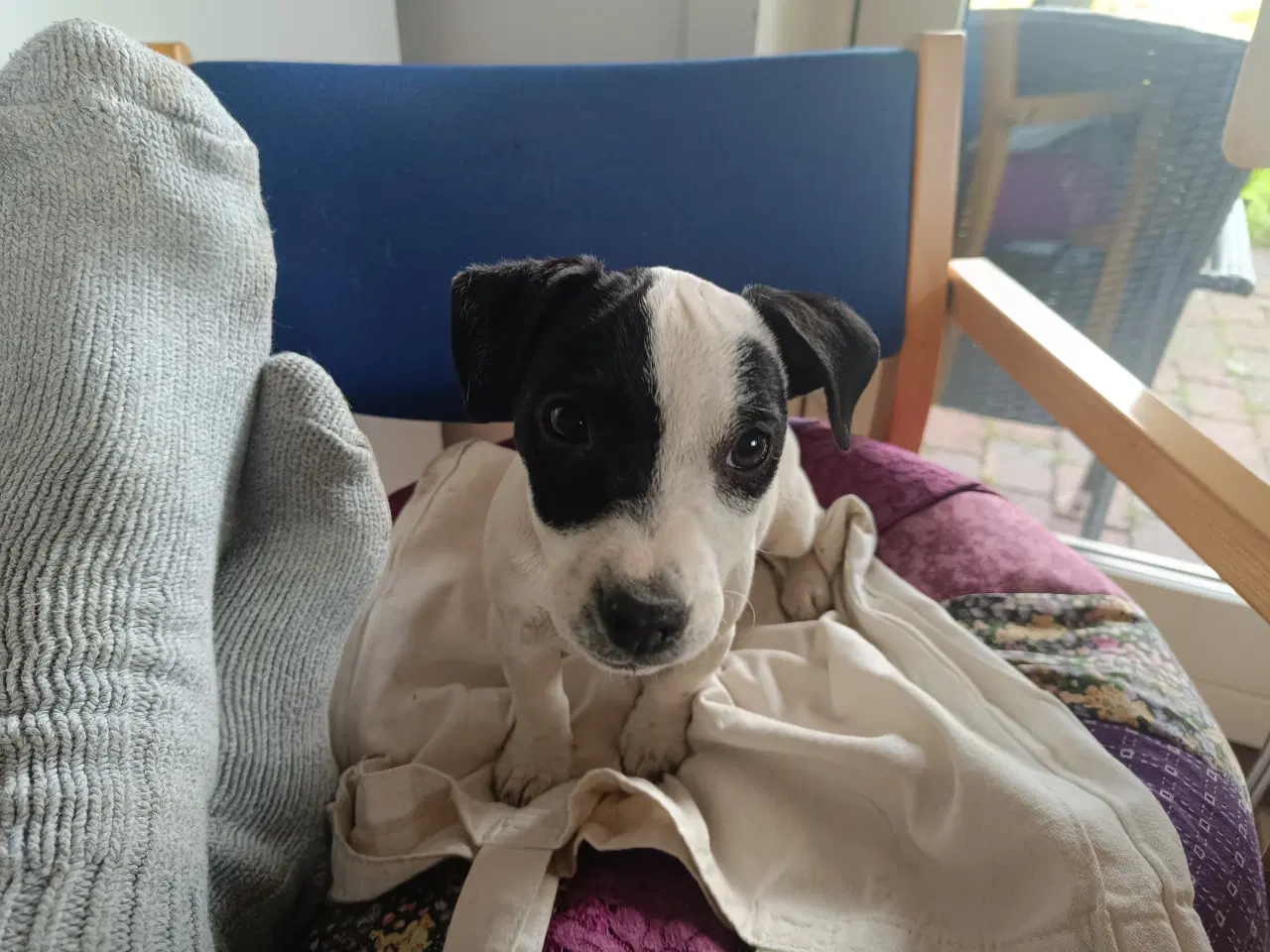 Billede 2 - Jack Russel Hvalpe