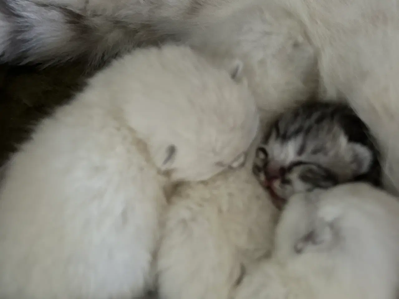 Billede 8 - British Shorthair killinger søger nyt hjem
