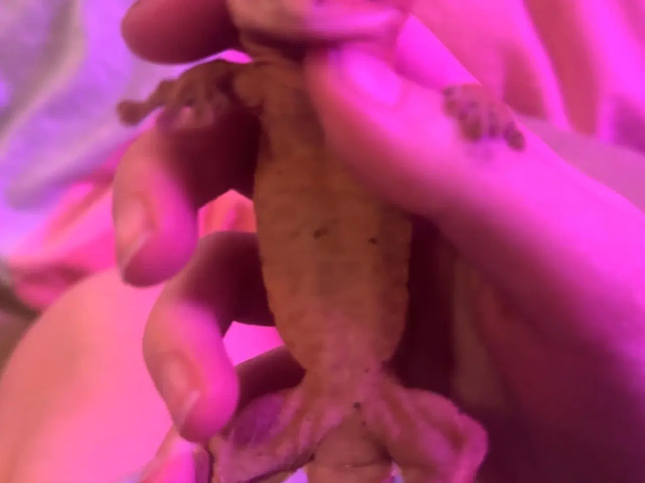 Billede 2 - Flot dalmatiner krone gekko han på 1 år