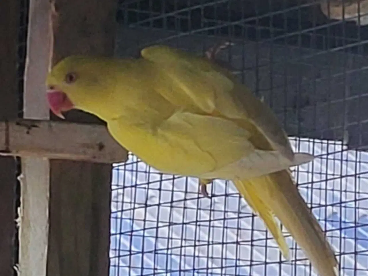 Billede 4 - Parakit hun