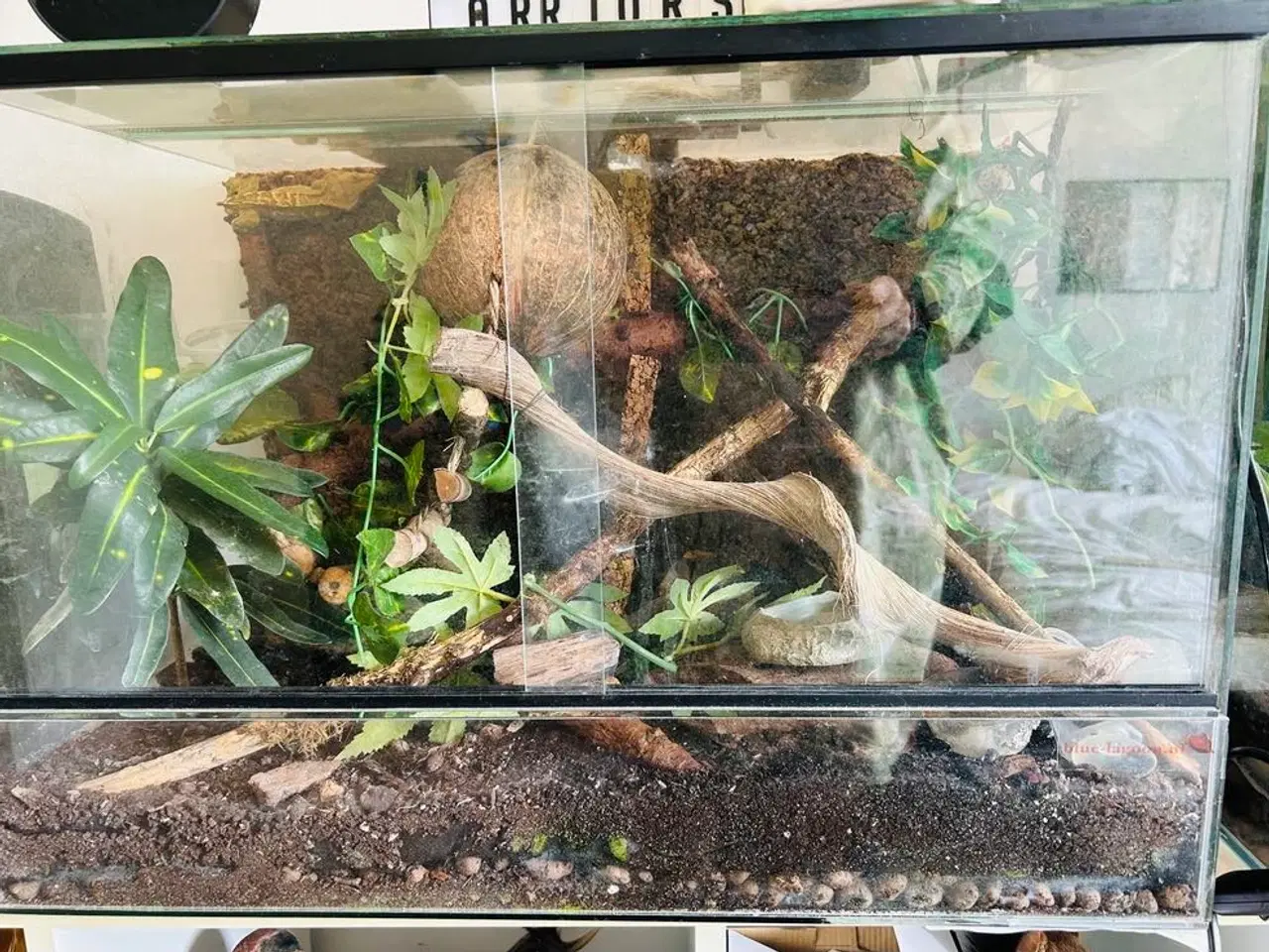 Billede 6 - Kronegekko incl terrarie