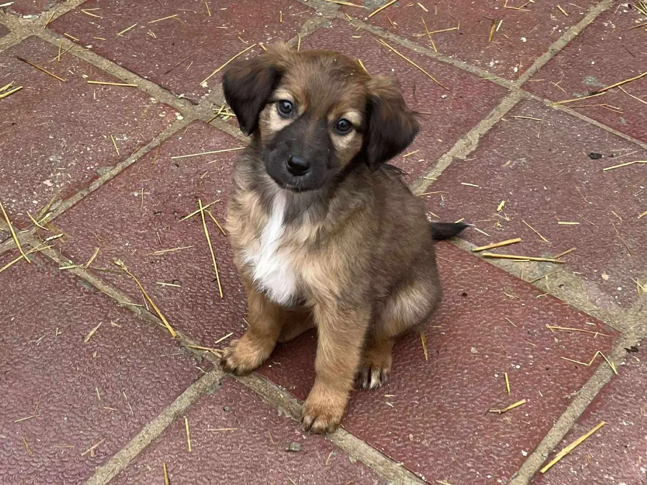 Billede 1 - Sugar søger sin egen familie🩷