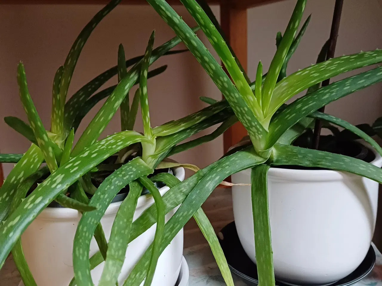 Billede 3 - Aloe Vera potteplanter - rigtig mange 