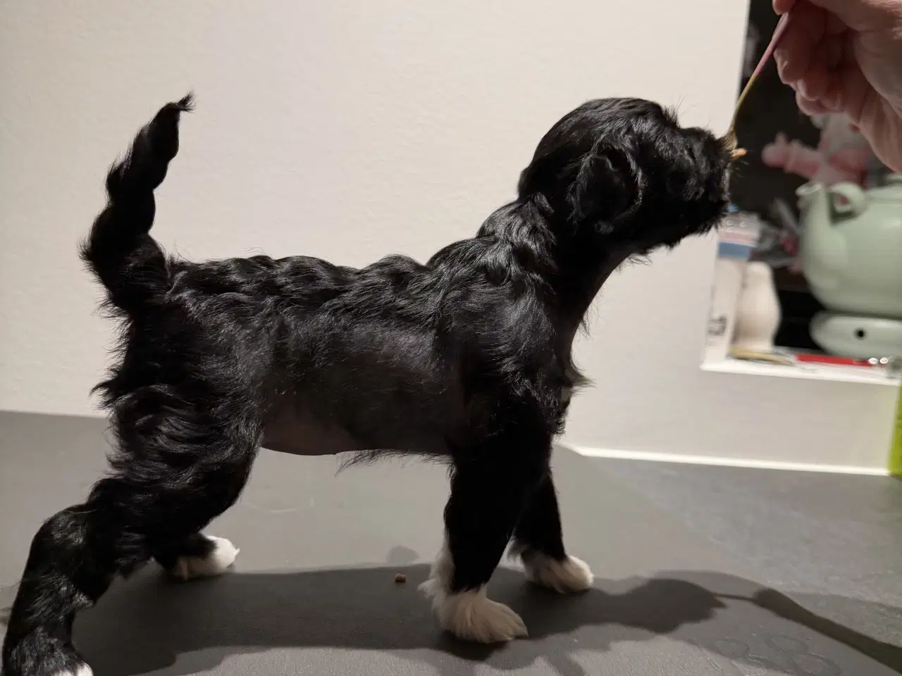 Billede 13 - Chinese crested/Kinesisk hårløs, allergivenlige