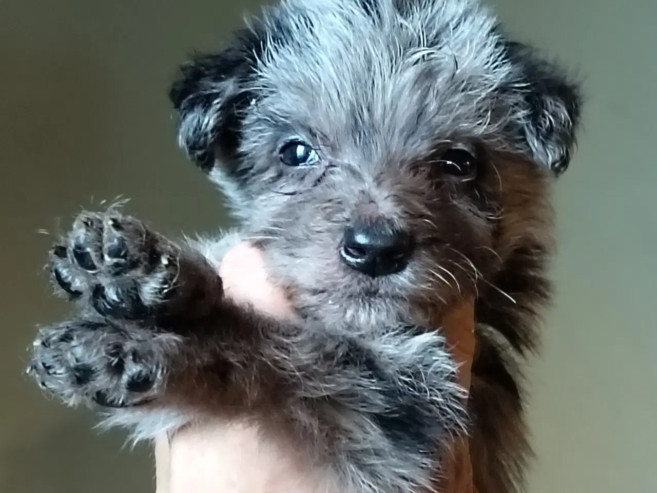 Billede 6 - Aussie/lagotto..lækre krøller 