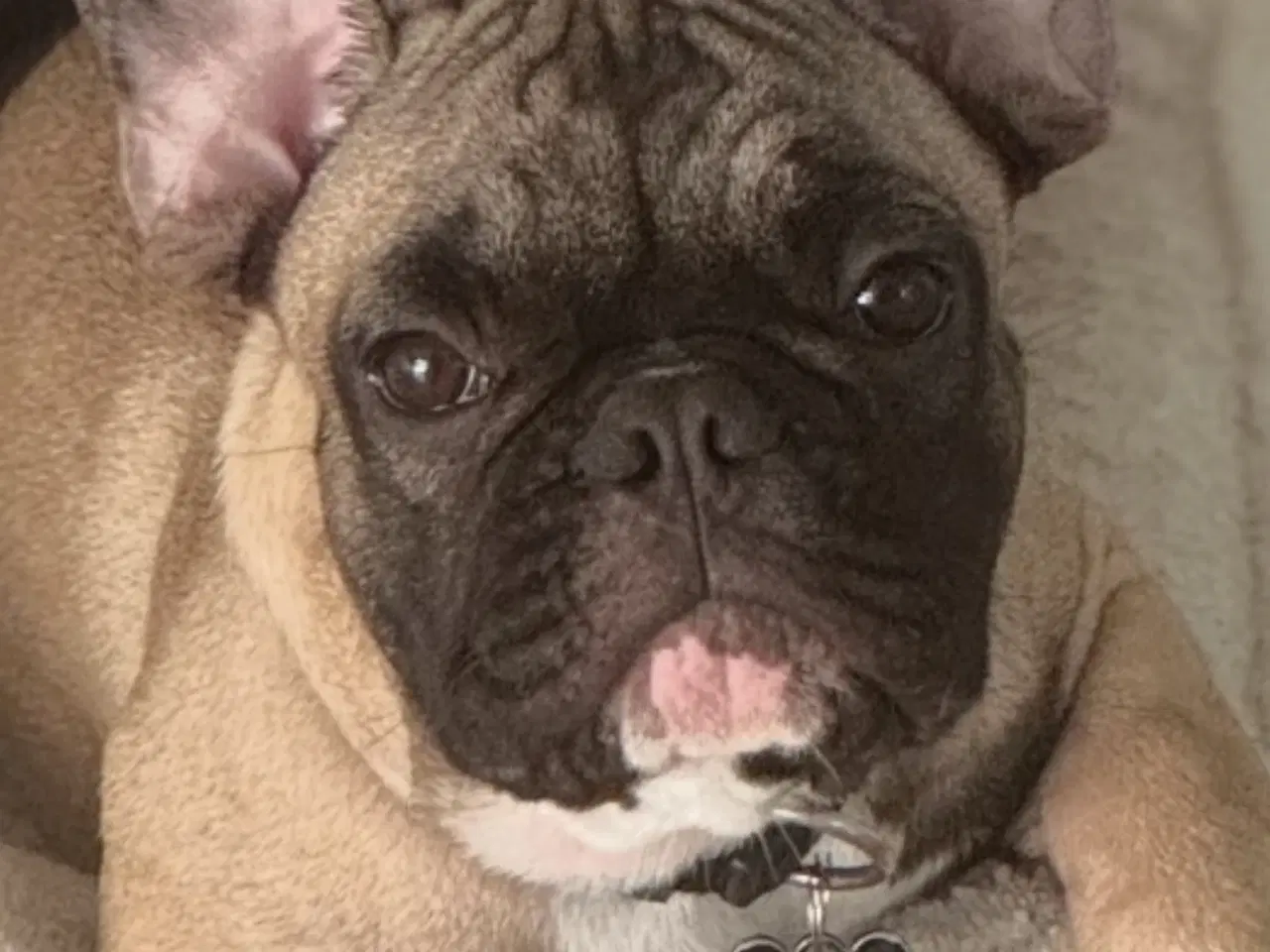 Billede 2 - Fransk bulldog, han hund.