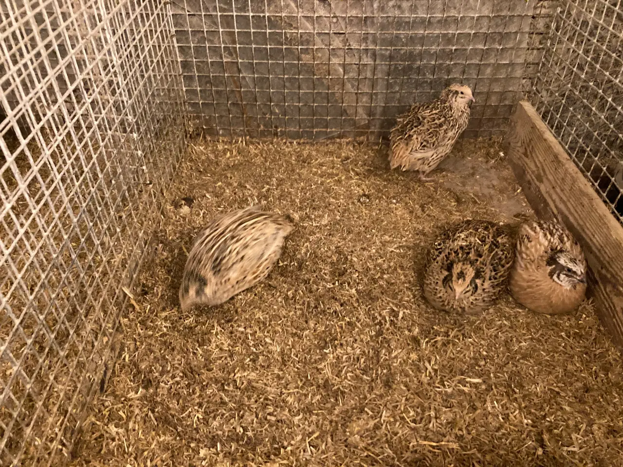 Billede 8 - Vagtel rugeæg fra japanske og franske vagtler