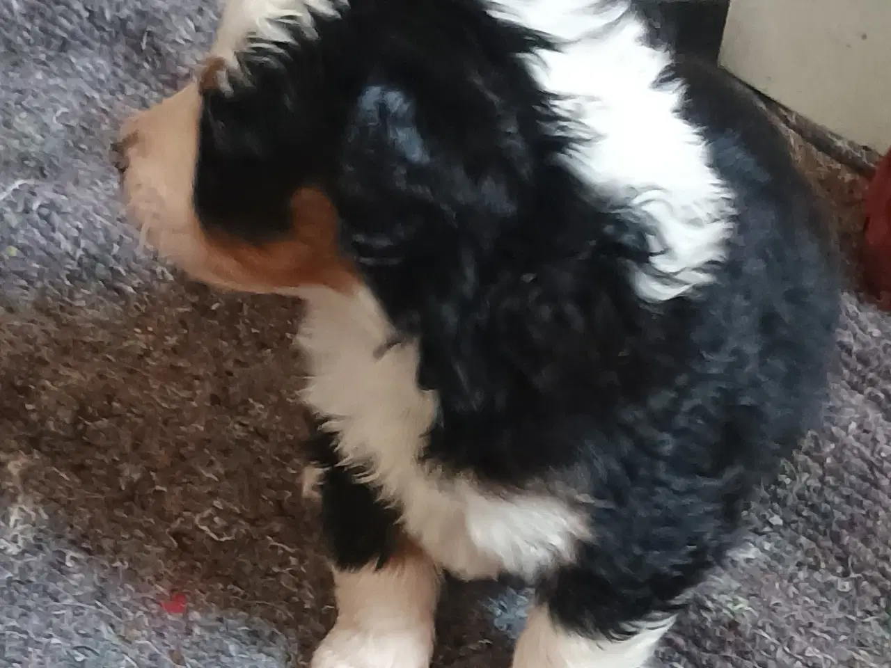 Billede 2 - Berner Sennen/Islandsk Fårehund