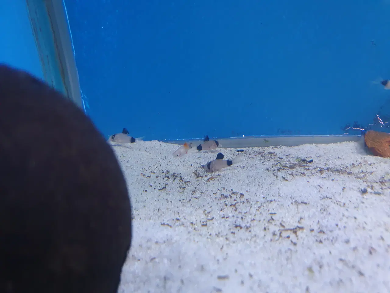 Billede 9 - Corydoras Panda sælges! 🐼