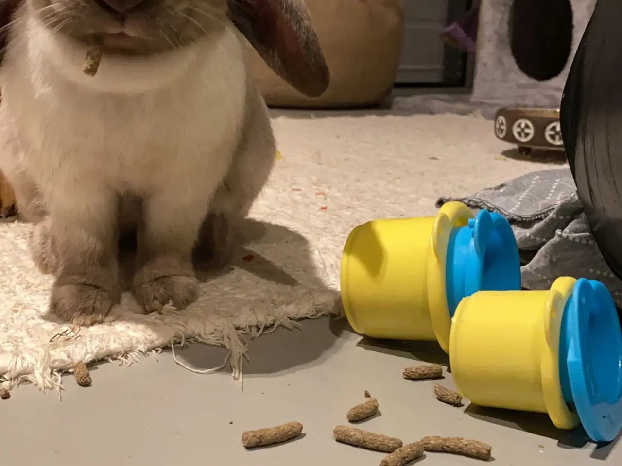 Billede 4 - Sødeste kaniner 