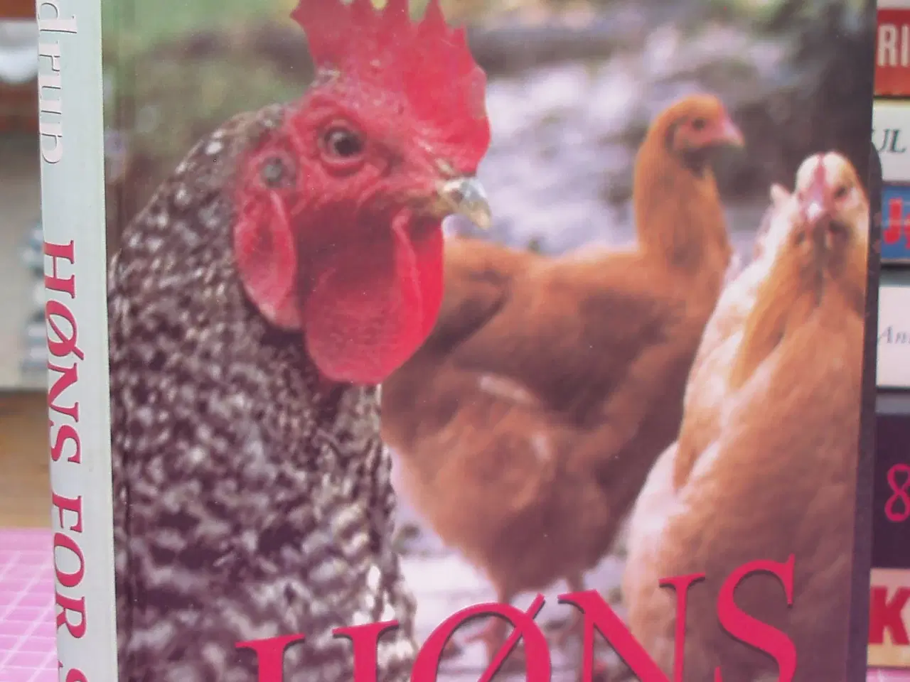 Billede 1 - Høns for sjov af Lone Andrup