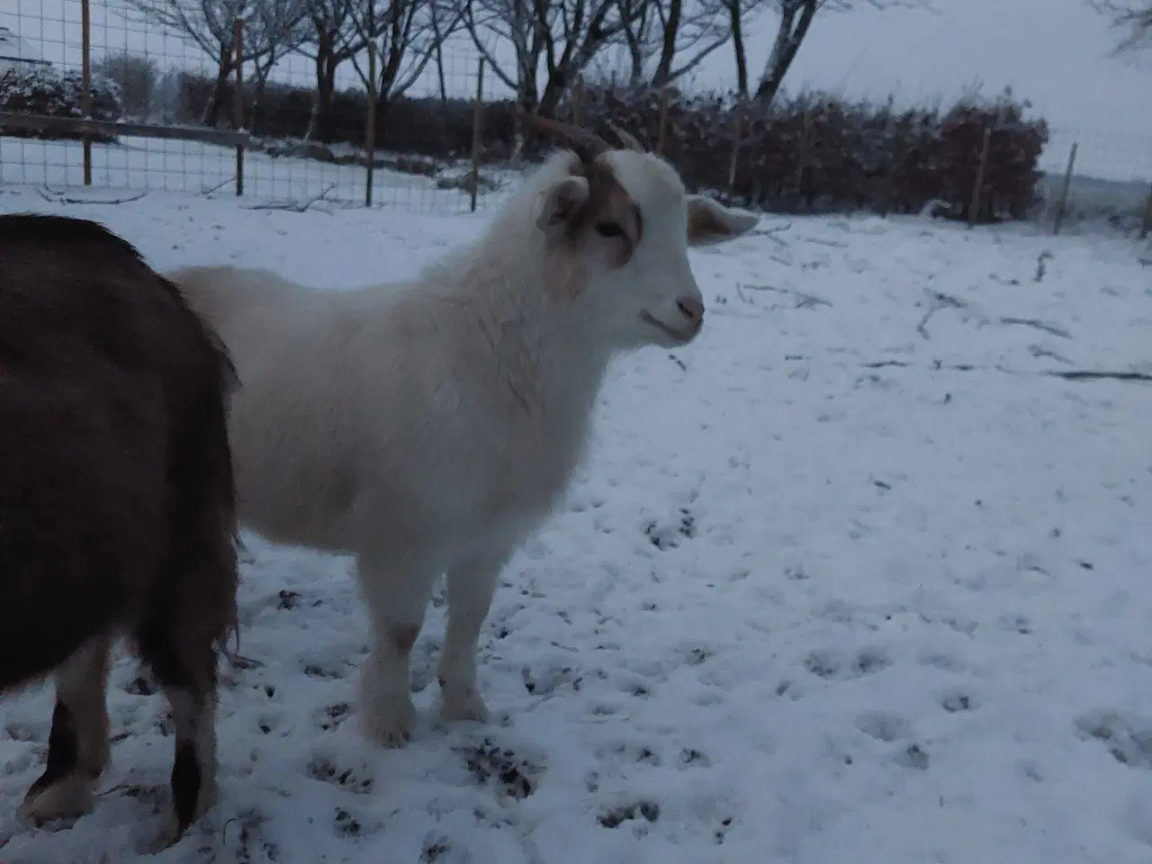 Billede 5 - Geder sælges 