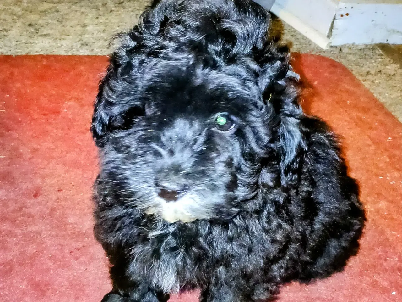 Billede 1 - Havapoo Puddel/Havaneser 