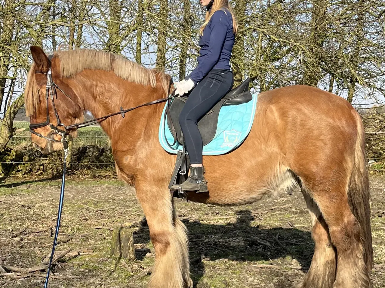 Billede 3 - Jysk hingst