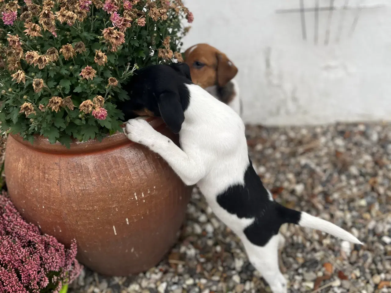 Billede 8 - Jeg vil også gerne have min egen familie 🐶