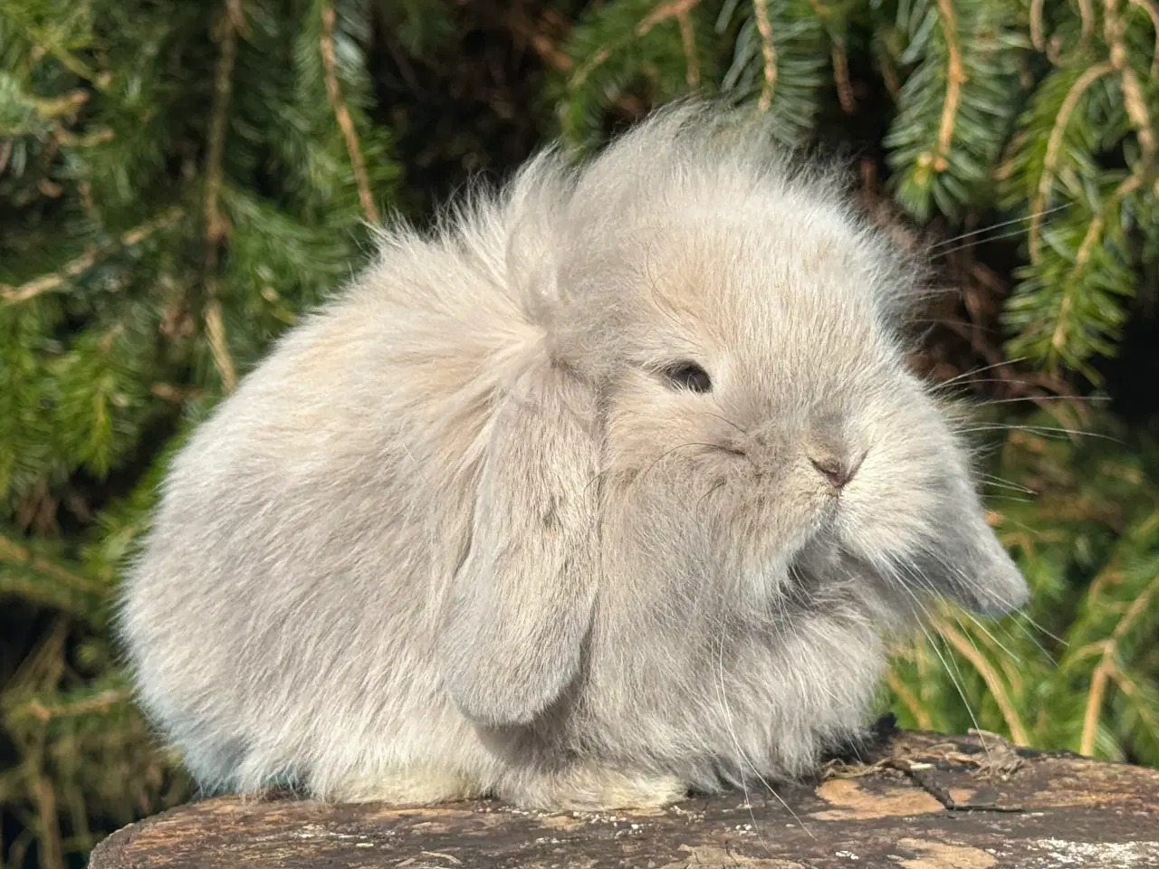 Billede 7 - Mini lion lop