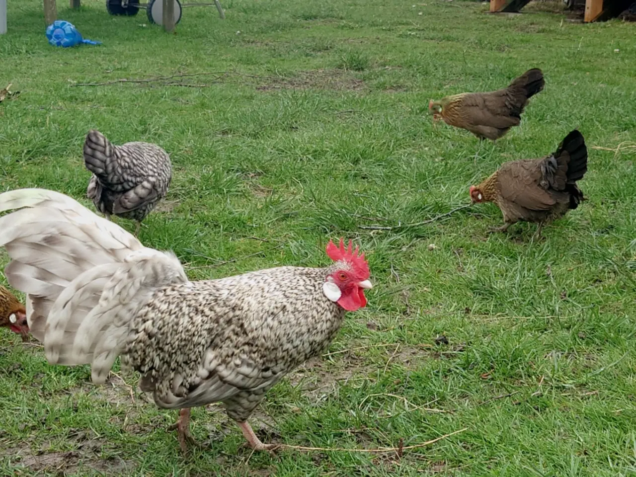Billede 1 - Hollandske Dværghøns lille flok 1.5