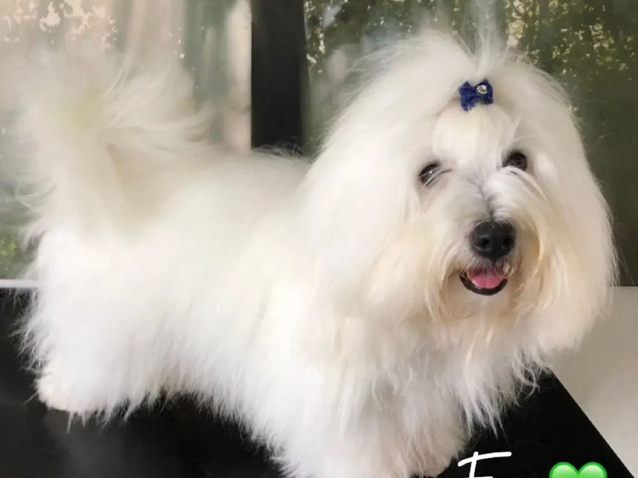 Billede 19 - Coton de tulear - Bomulds bamser