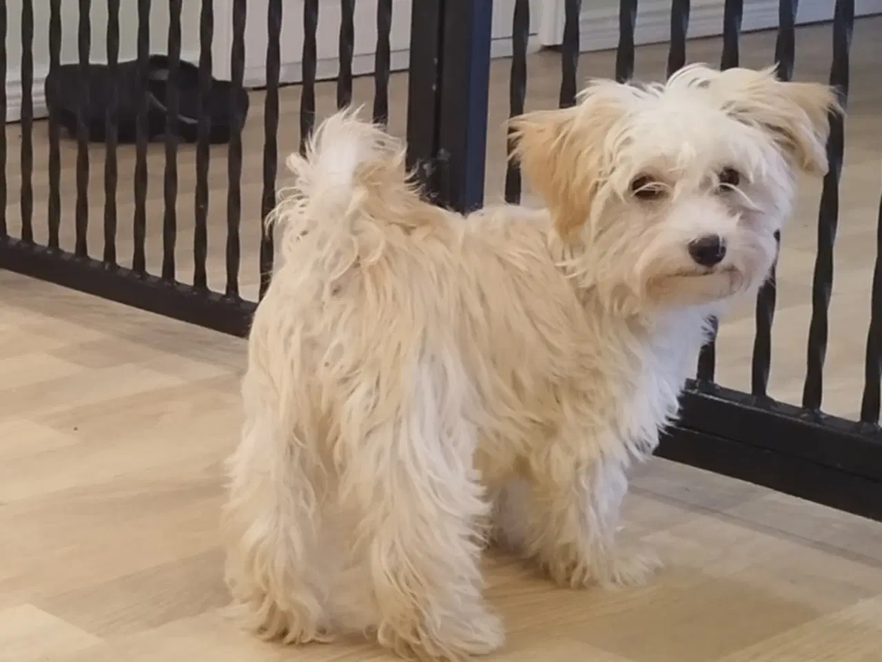 Billede 2 - Bichon Havanais pige