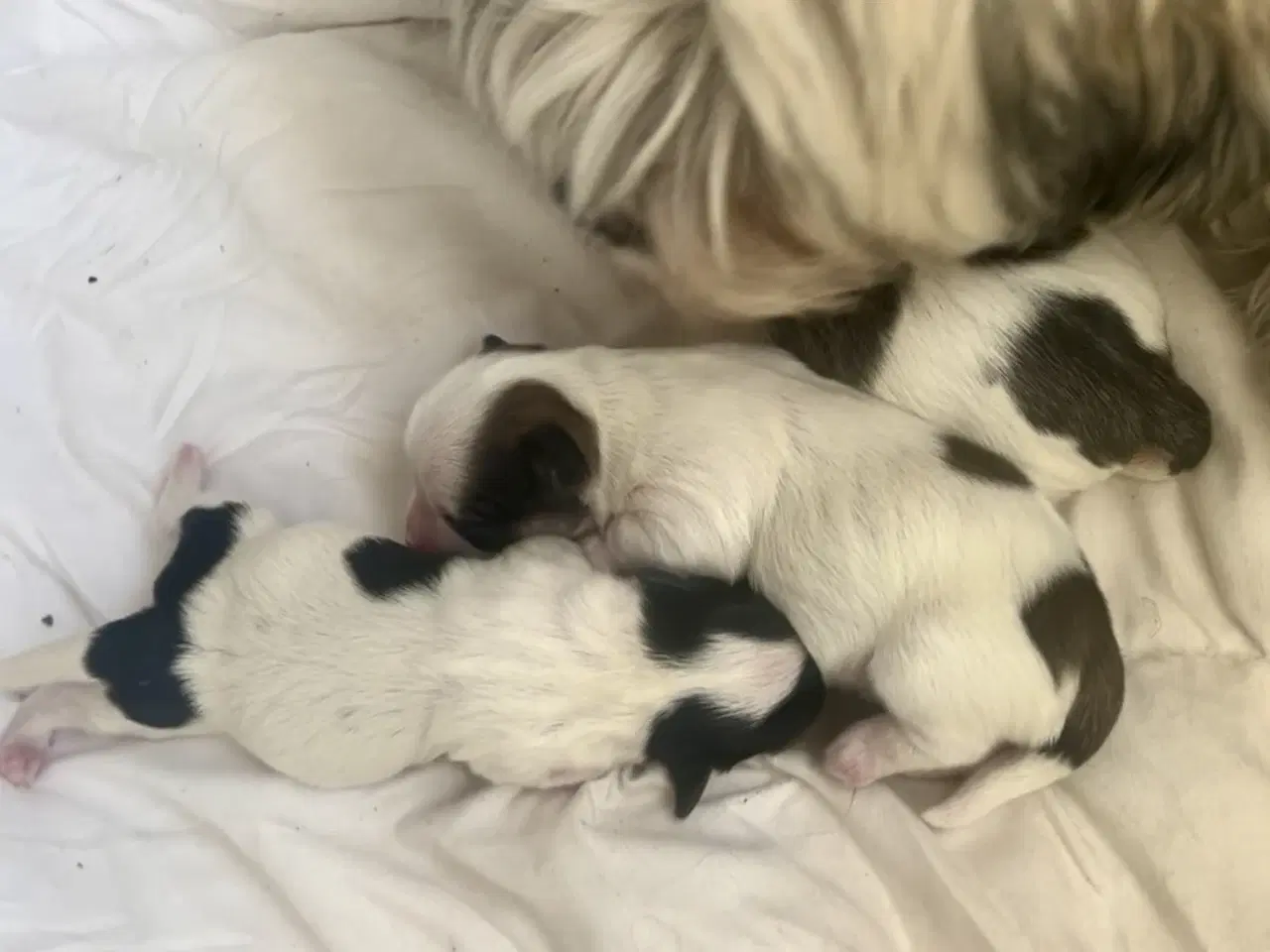 Billede 1 - Små allergivenlige og ikke fældende hundehvalpe