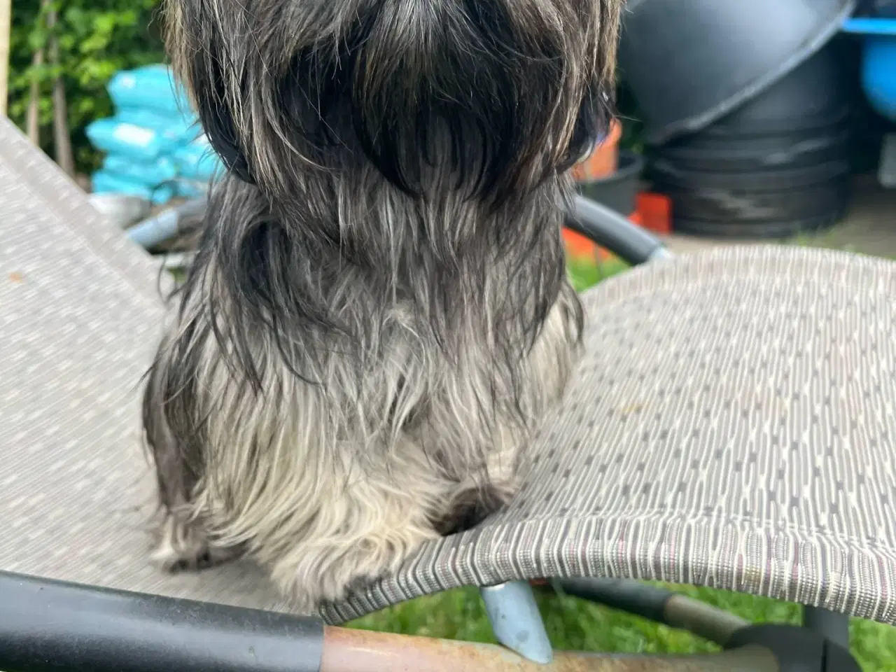 Billede 5 - Lhasa Apso Stueopdræt