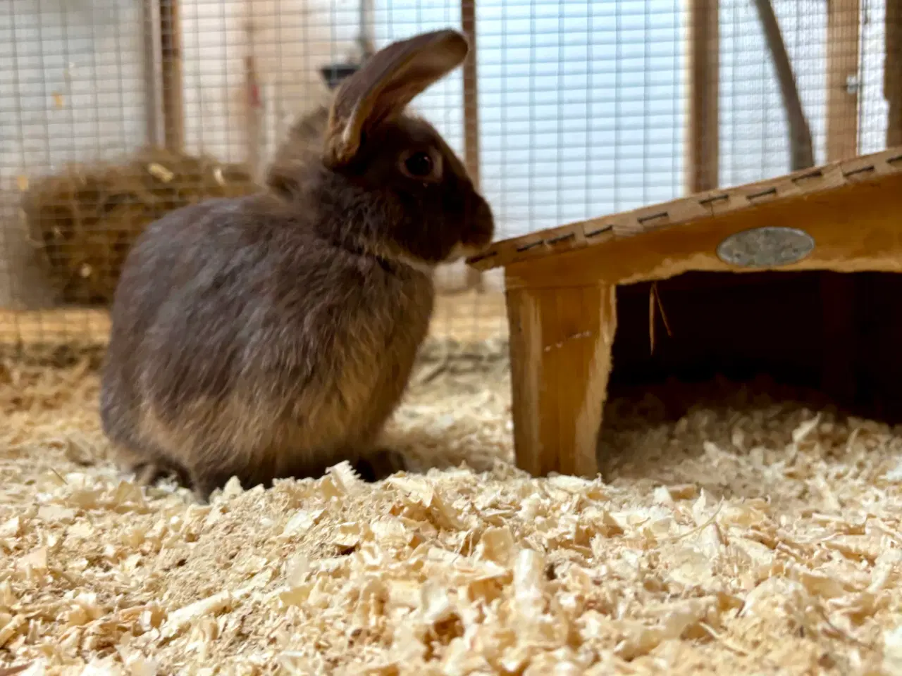 Billede 1 - Sød og tam kaninunge