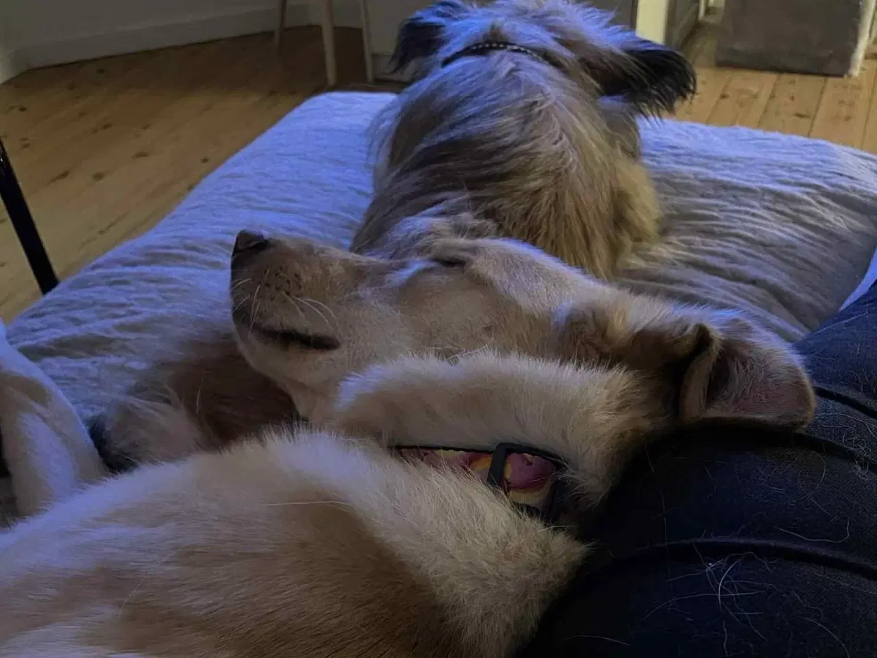 Billede 12 - Smukke Daisy søger familie