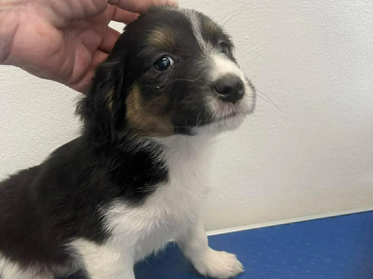 Billede 7 - Skønne Nuri søger et kærligt hjem