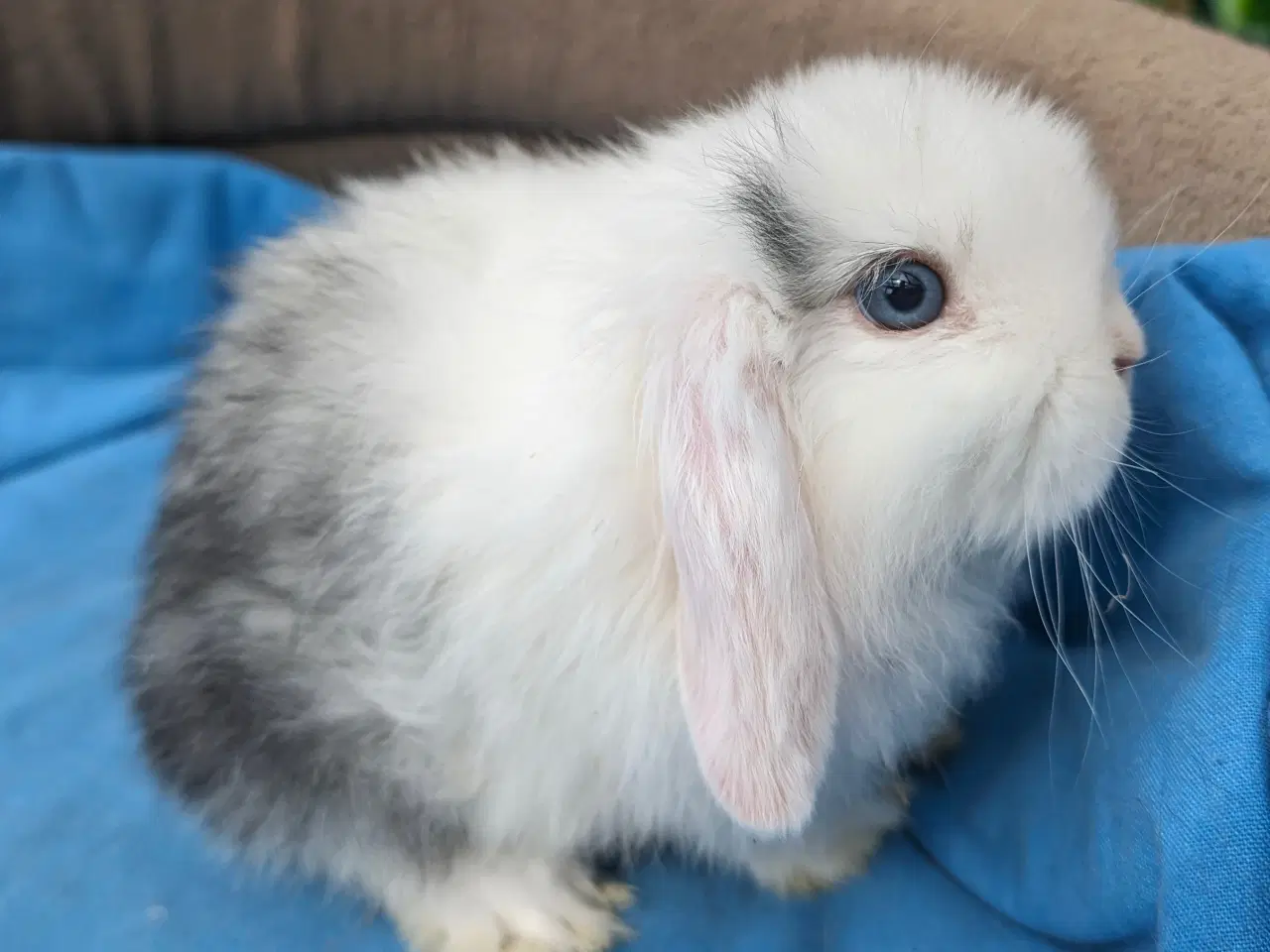 Billede 1 - Minilop kaninunge sælges 