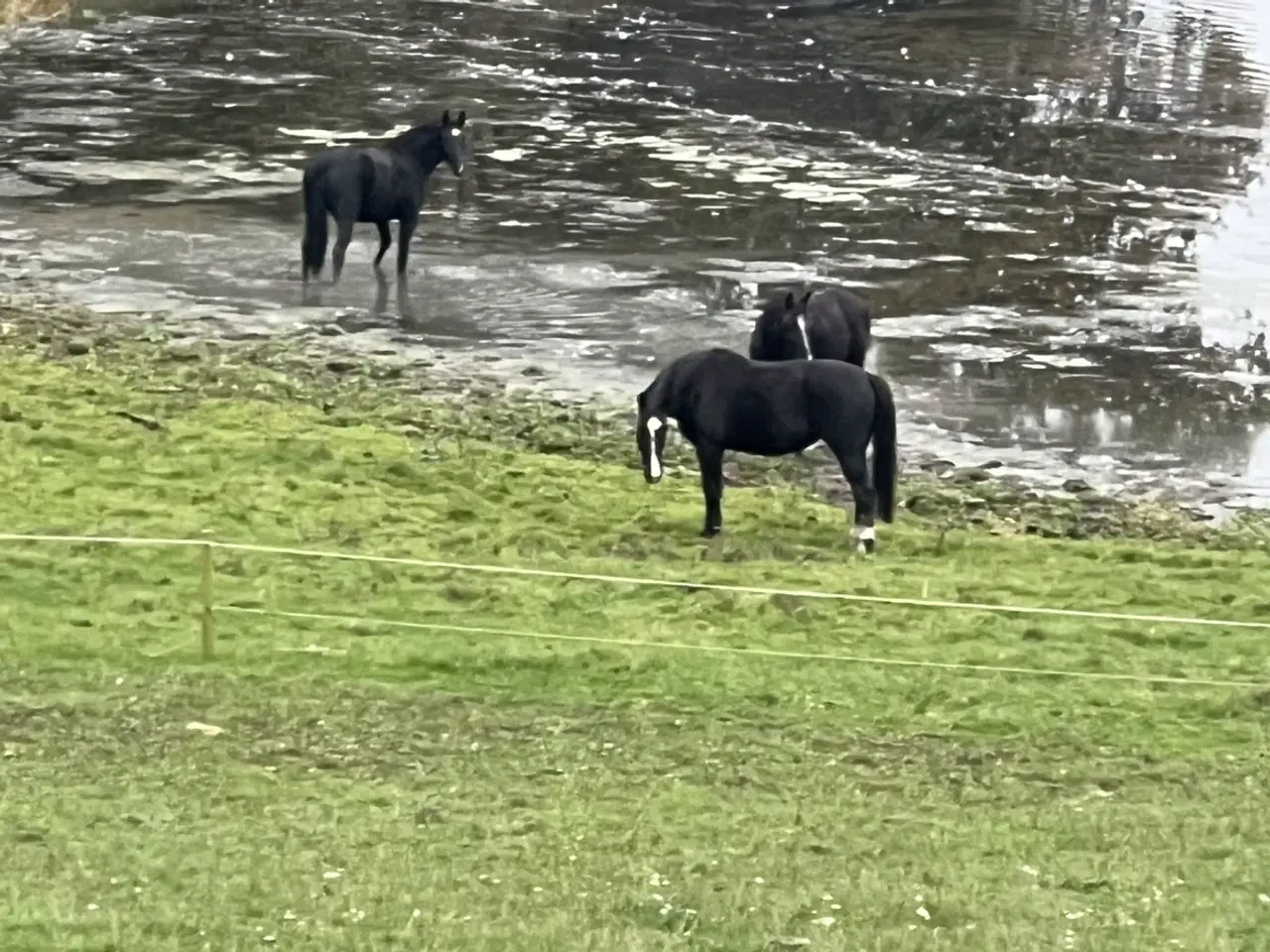 Billede 6 - Opstaldning af heste i Nordborg
