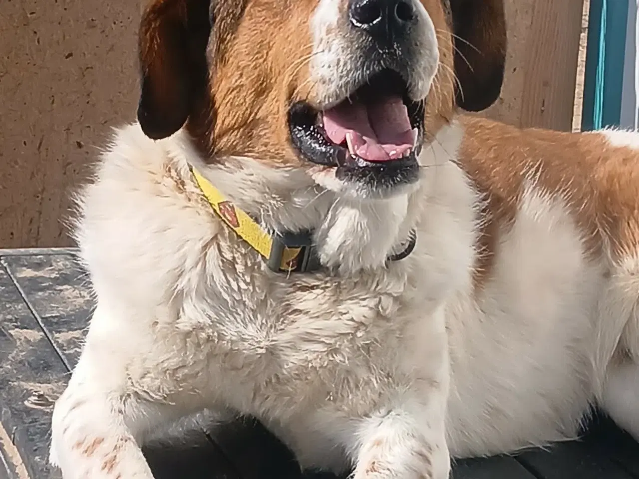 Billede 6 - Søde Carlotta søger sit eget menneske