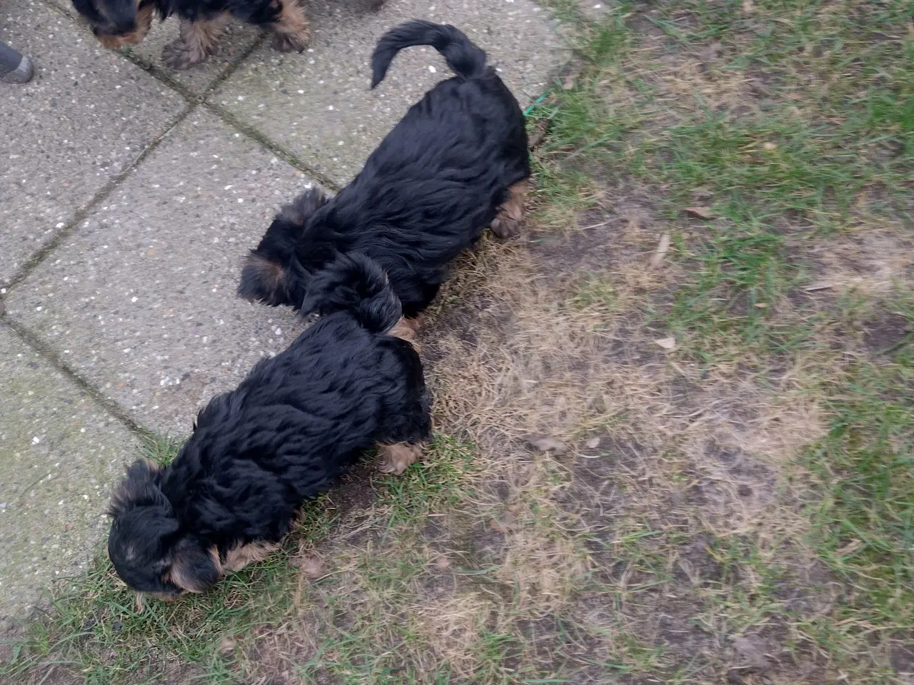 Billede 9 - Yorkshire Terrier hvalp, pige 8 uger